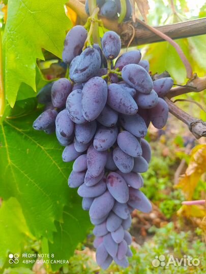 Продам черенки винограда