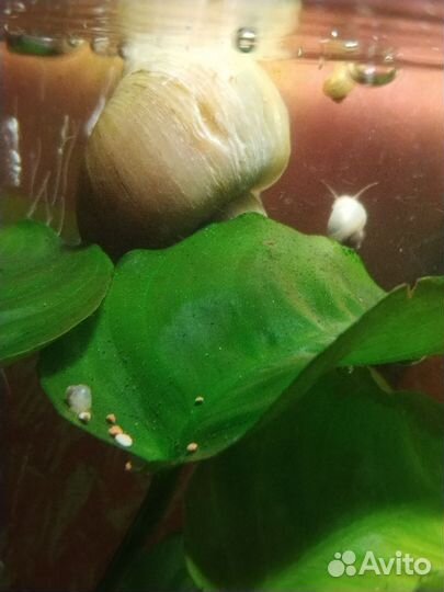 Улитки аквариумные ампулярии