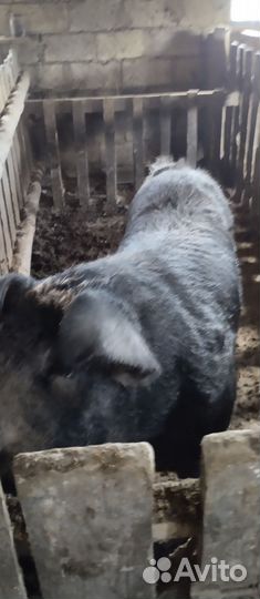 Хряк дюрок на племя