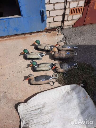 Чучела уток