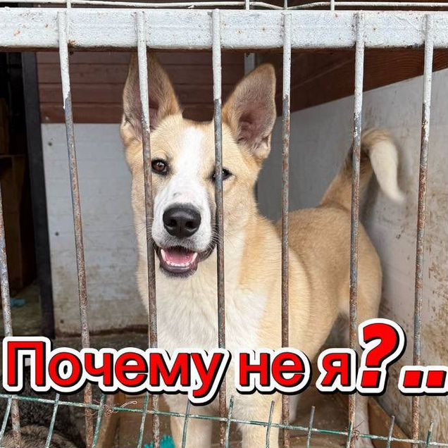 Взрослый пёс в добрые руки