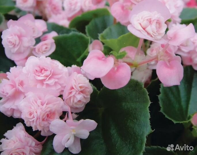 Бегонии махровые вечноцветущие