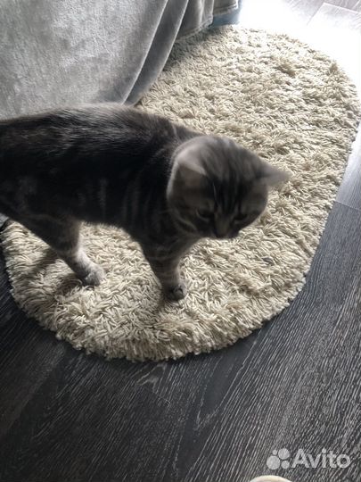 Шотландская вислоухая (кот)