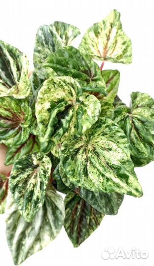 Пеперомии сортовые