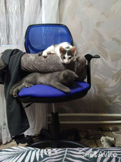 Домашние животные бесплатно кошки