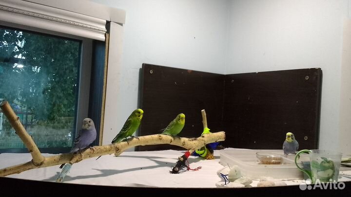 Волнистый попугай