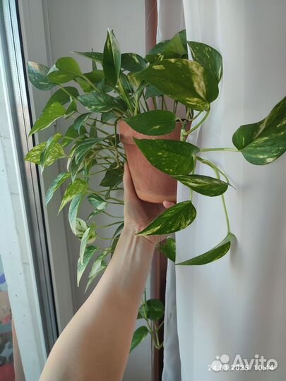 Сциндапсус зототистый