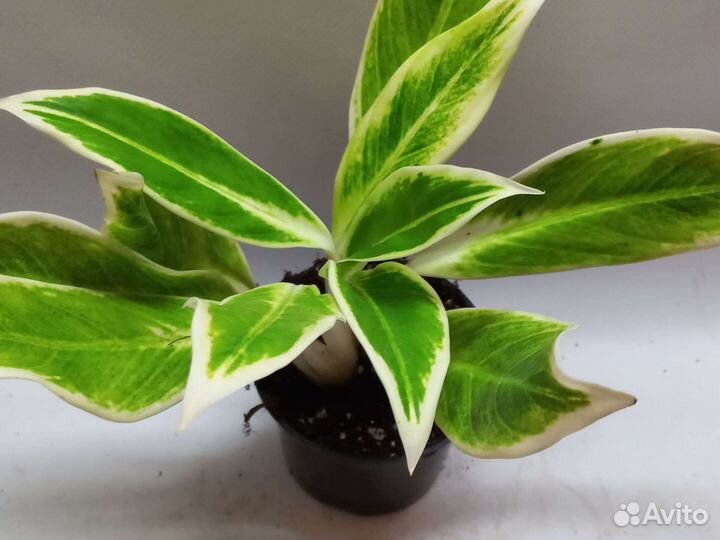 Аглаонема липстик грин