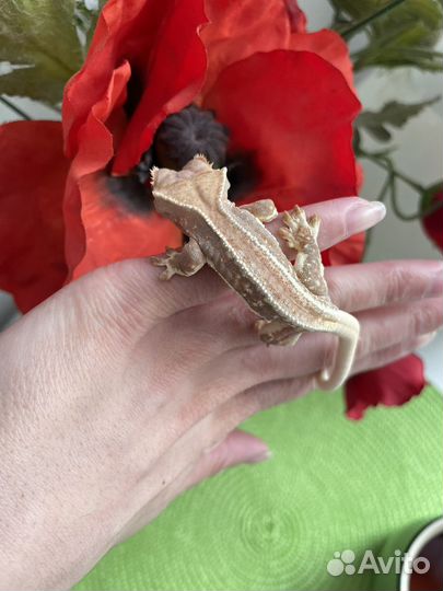 Реснитчатый бананоед