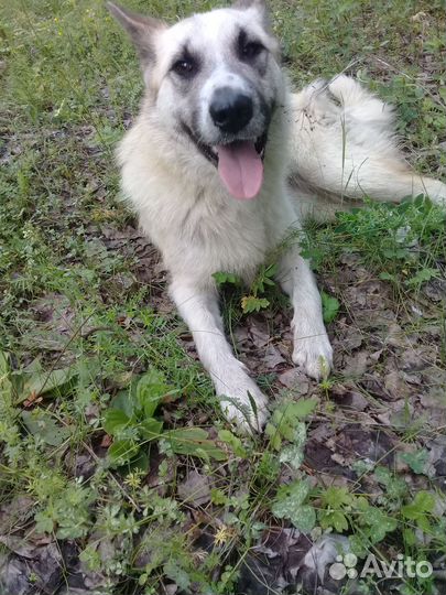 Найдена собака