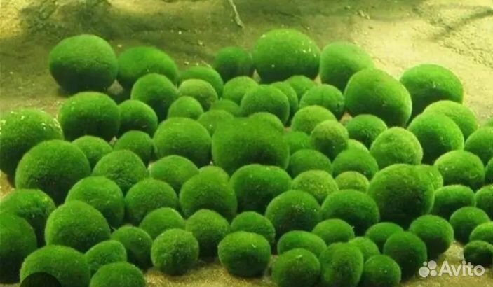 Кладофора живые камни