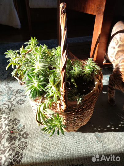 Эхеверия 3 года в корзине