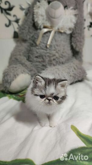 Экзотическая короткошерстная