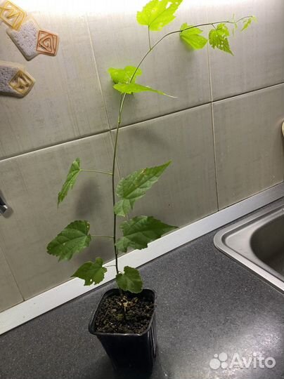 Абутилон ампельный в Сочи зимует 250