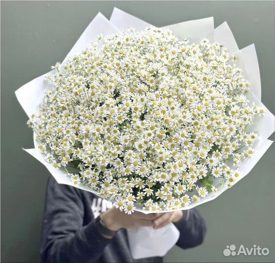 Ромашки, полевые ромашки букет, 51 ромашка