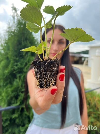 Саженцы клубники, малины, ежевики