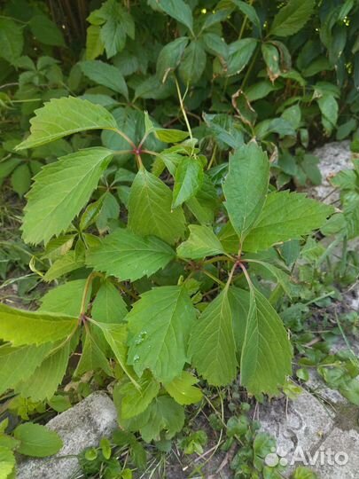 Саженцы девичий виноград