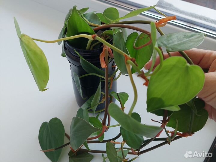 Филодендрон