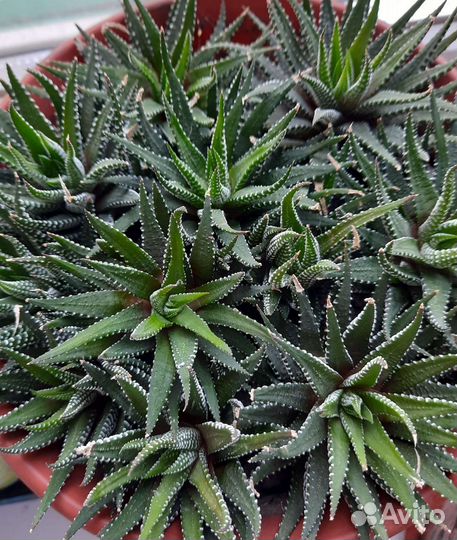 Хавортия зебра(детки )