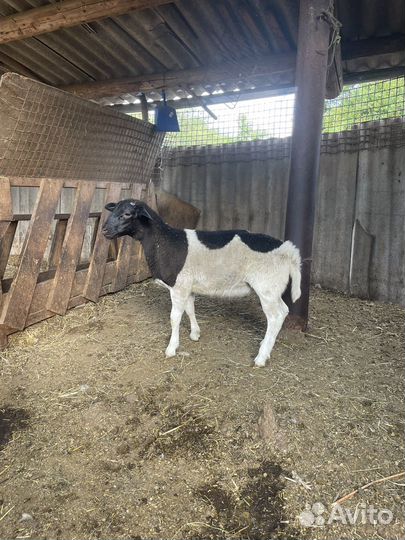 Баранчики дорпер