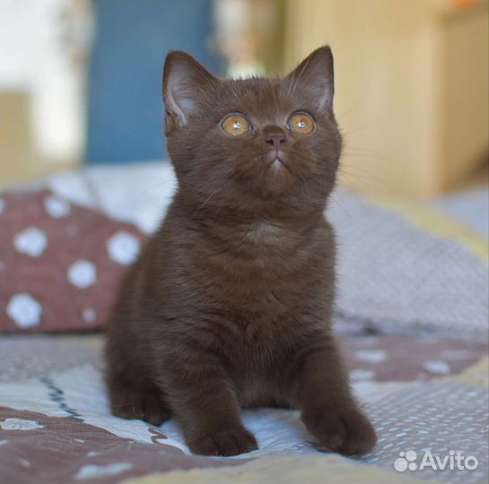 Британские котята