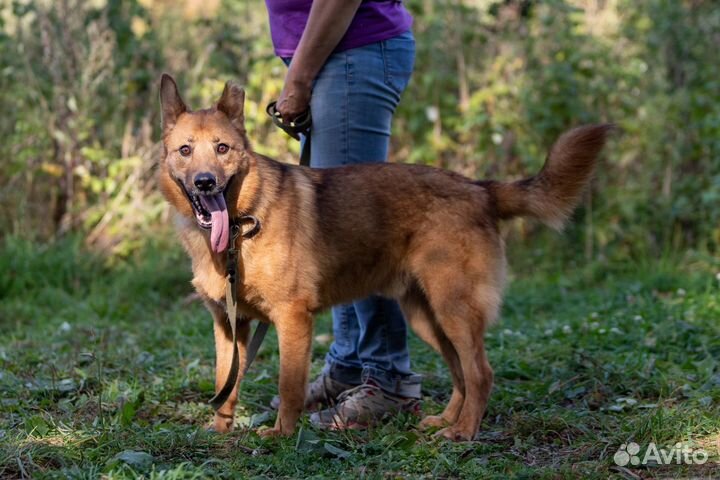 Собака в добрые руки