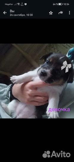 Метис корги