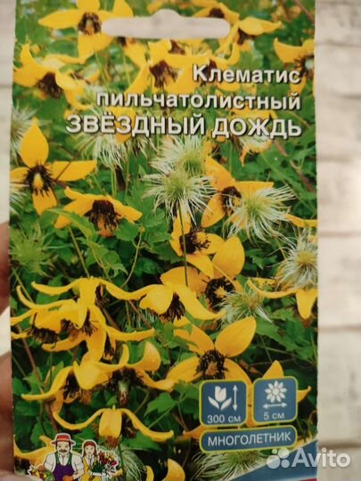 Семена клематиса Звёздный дождь