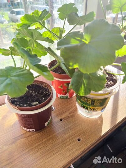 Пеларгония красная розебудная