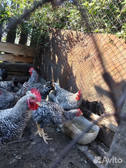 Молодые петушки