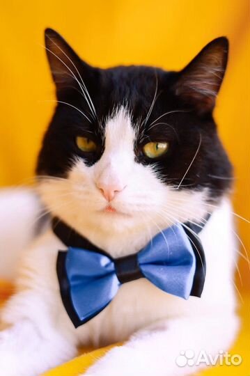 Черно белый кот из приюта ищет дом и родителей