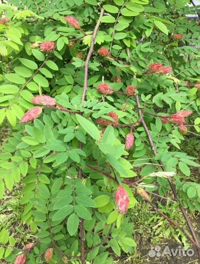 Робиния клейкая