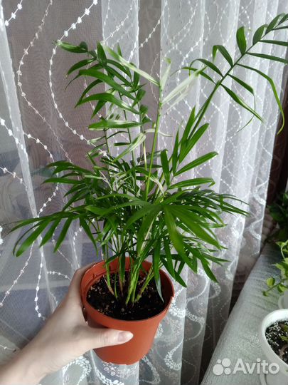 Комнатные растения