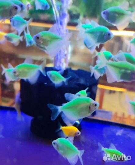 Аквариумные рыбки и растения