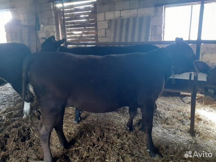 Продаю тёлок на мясо 7 голов