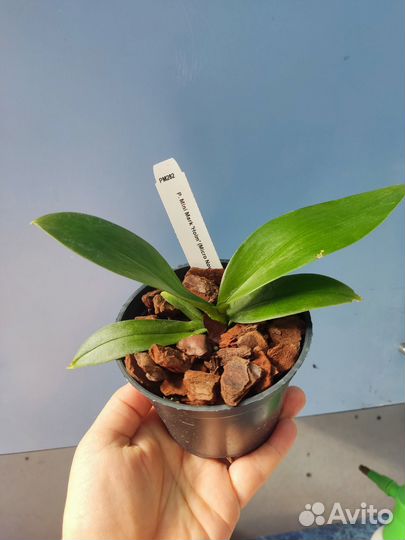 Орхидея Фаленопсис P. Mini Mark 'Holm'