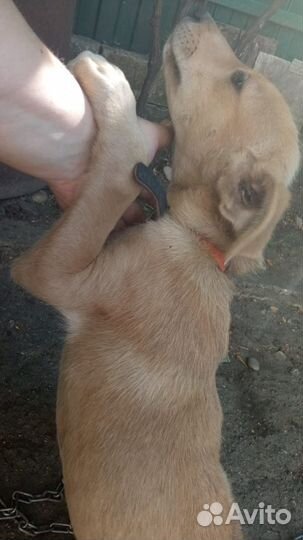 Щенок девочка в добрые руки