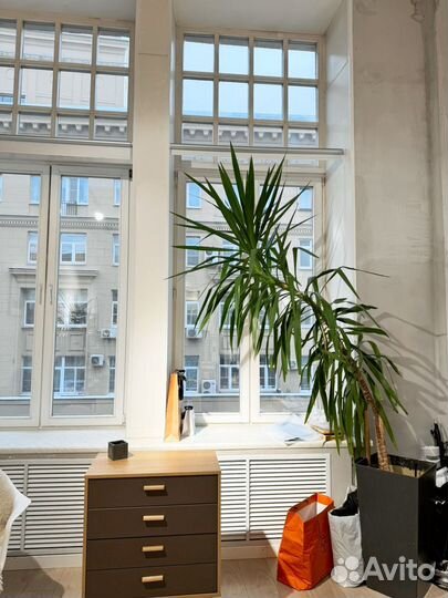 Пальма юкка 4 метра высотой