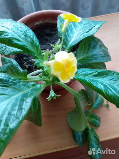 Спатифиллум