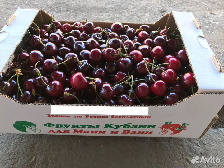 Черешня Оптом