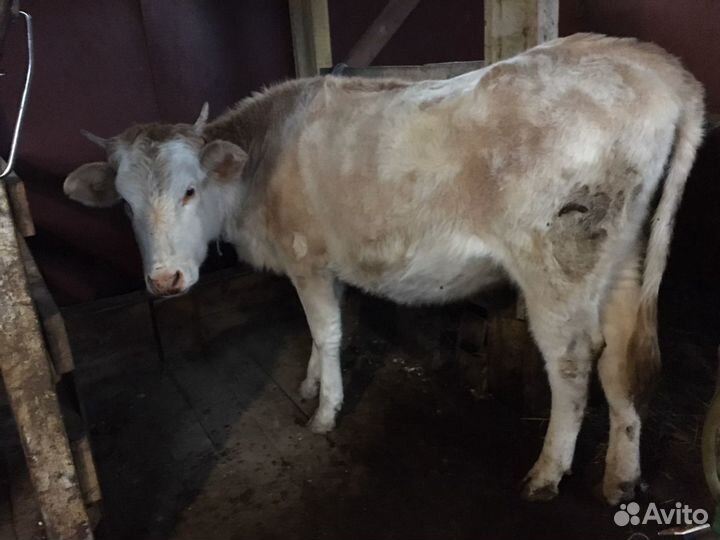 Коровы и телки