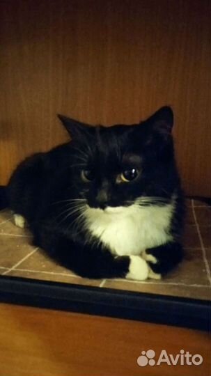 Кошка ищет дом