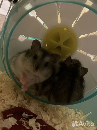 Джунгарские хомякИ