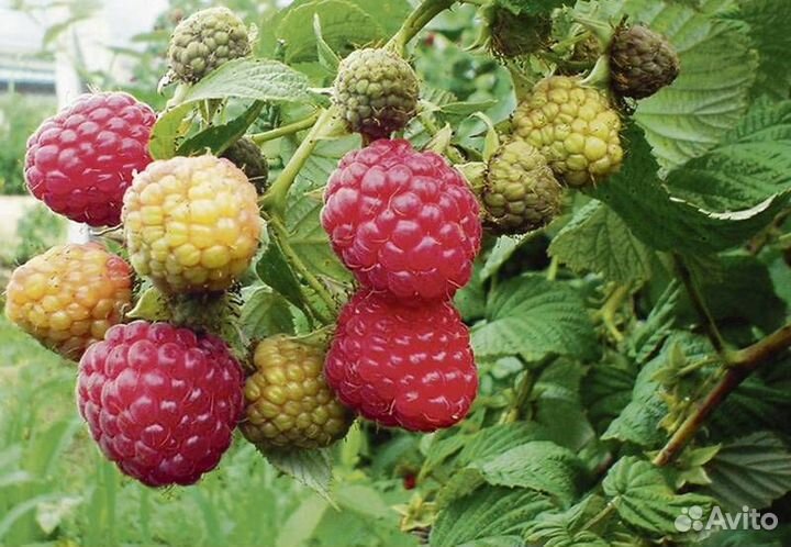 Ремонтантная малина