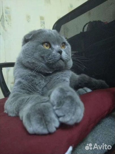 Шотландские вислоухие и прямоухие котята. Документ