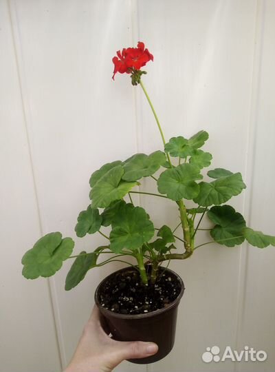 Герань пеларгония