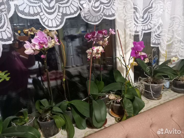 Орхидеи Фаленопсис