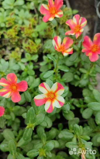 Портулак ампельный. Персиковая звезда