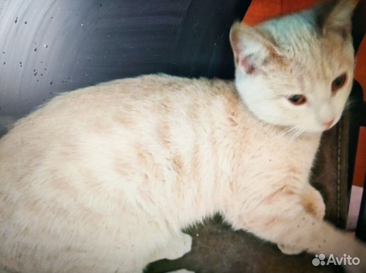 Котёнок мальчик, цвет персиковый 4-5 месесяцев