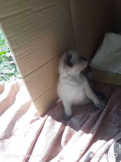 Котята в добрые ручки)